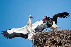 Schwarzstorch Wei�storch - Zum Vergroessern klicken!